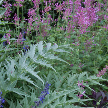 The Perennials of High Summer