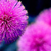 Foto von Best Florist POS System