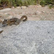 Ron Lane's photo