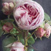 Jacqueline Olson's photo