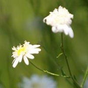 Foto von Ginnie Geater