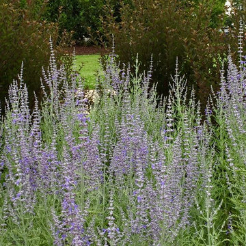 Russian sage and Ninebark.