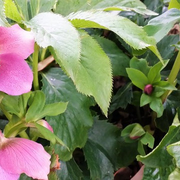 Perennials