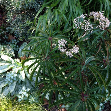 Sensational Shade Gardens