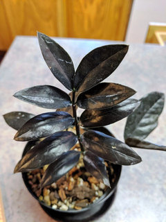 Advice On Zz Plant Propagation