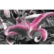 Holly Bava's photo