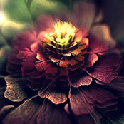 Terri Berrys foto
