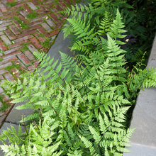 Lisa's Patio 2013
