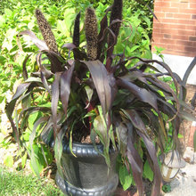 plants/gardens