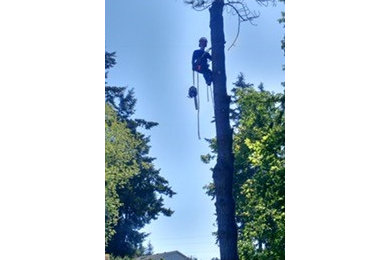 Tree Removal