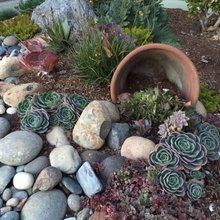 Succulents