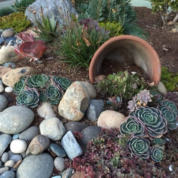 Front yard succulent garden