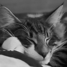 Katte