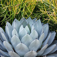 Morgan's Design Plants