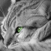 Cara Sullivan's photo