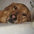 joan_puppytails