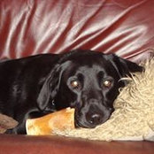 Iain Roscoe's photo
