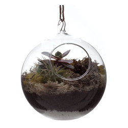 Hanging Terrarium - Products