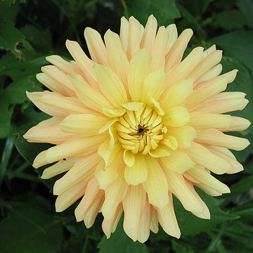 Dahlia jaune