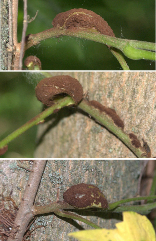 What are these odd brown growths?