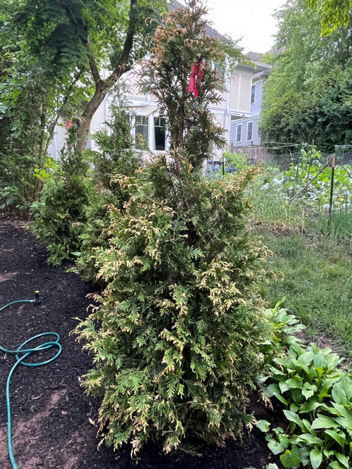 Thuja Green Giants turning brown