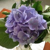 Tracey Ethell's photo