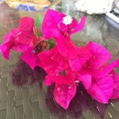 MJ Agostini's photo