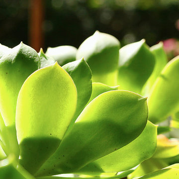 Spring Potting