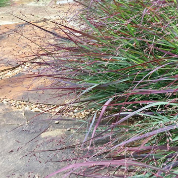 'Cheyenne Sky' panicum plays well with flagstone sidewalk.