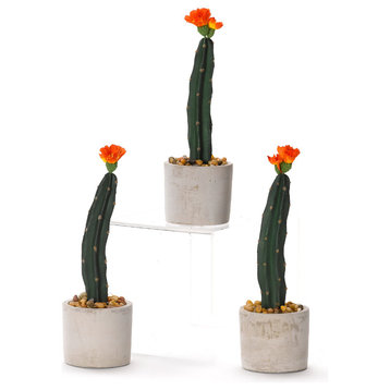 Mini Cactus in Cement Planter, Set of 3