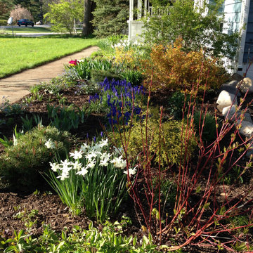 Narcissus 'Thalia,' grape hyacinth, red twig dogwood