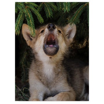 Galloimages Online 'Wolf Pup Howls' Canvas Art, 19"x14"