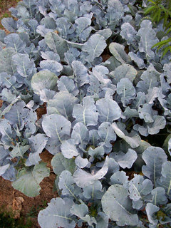 Broccoli Cultivars For Central Ohio Z6a