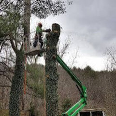 Bevans Tree Service