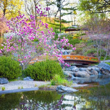 Japanese Garden