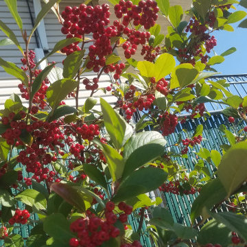 Pollinator Garden
