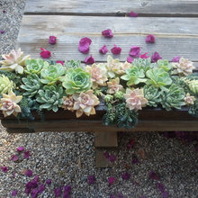 succulent arrangements