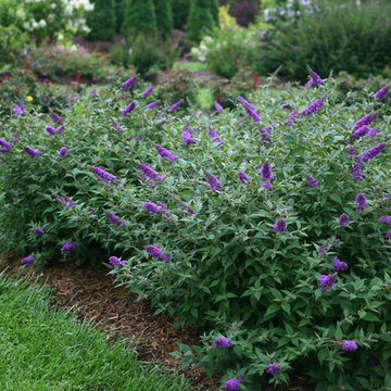 Lo & Behold® Butterfly Bush (Buddleia)