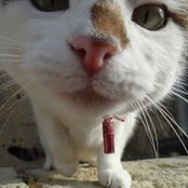 Foto von Glad Cat