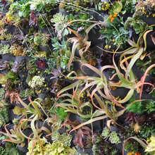 living wall