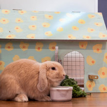 Rabbit