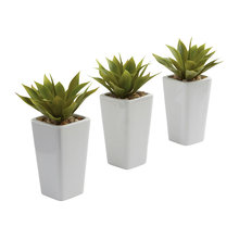 plants