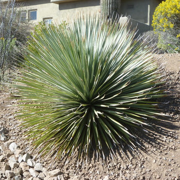Dasylirion wheeleri_Desert Spoon