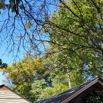 Tree Trimming & Removal