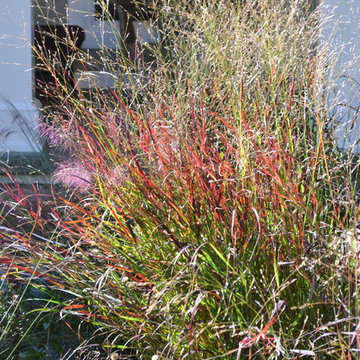 Fall Meadow Garden