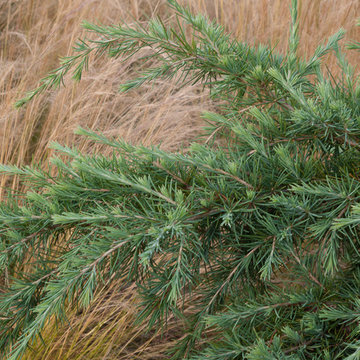 Great Plant Combinations