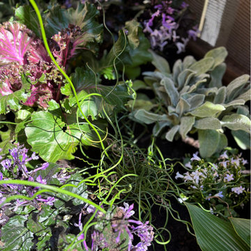 Lincoln Park Seasonal Container Garden