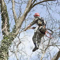 Trees Company