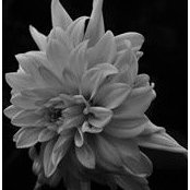 Brenda Wittes billede