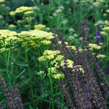 Urban Prairie- German Village